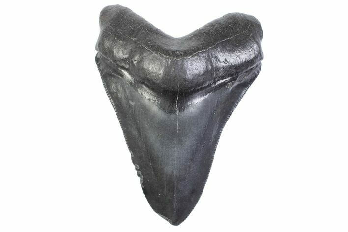 Serrated, Fossil Megalodon Tooth - South Carolina #371959